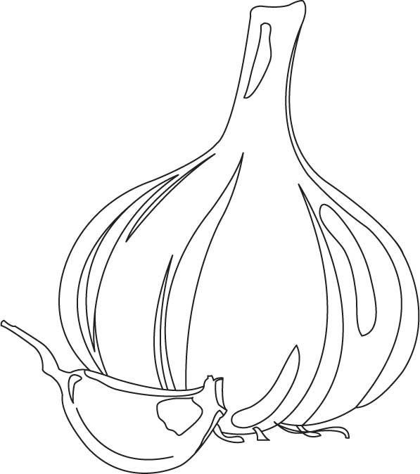 Garlic bulb and clove coloring page