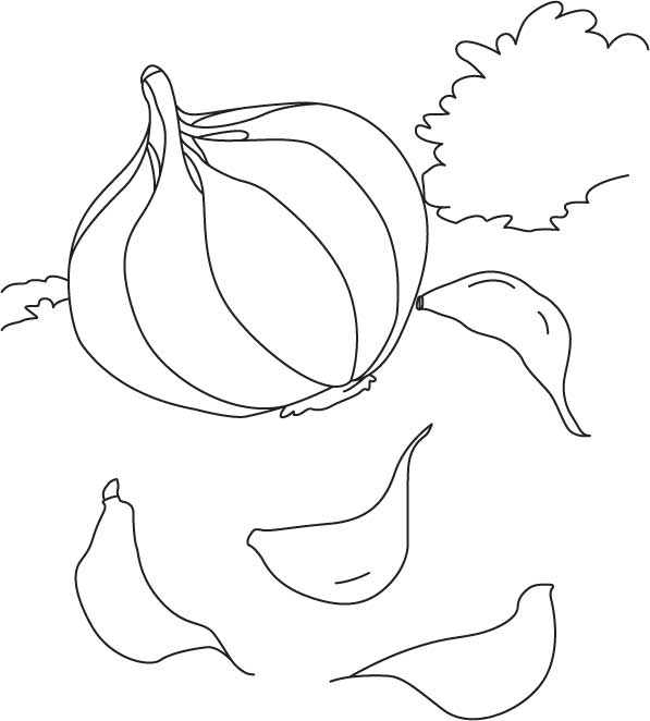 Garlic in field with cloves coloring page