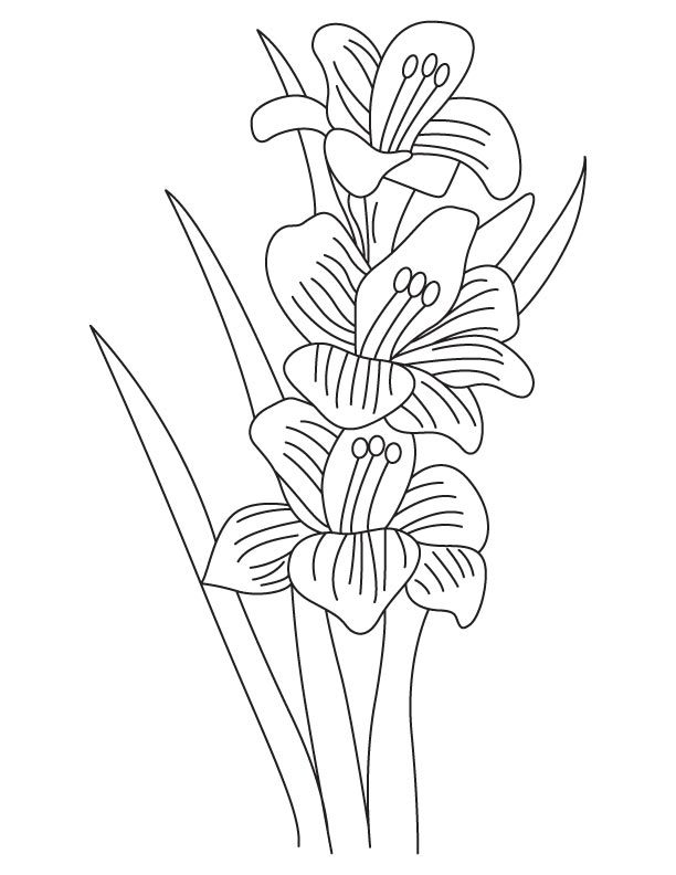 Gladiolus bulbous flowering plant