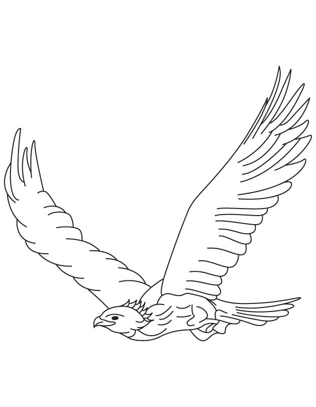 Golden eagle in flight coloring page