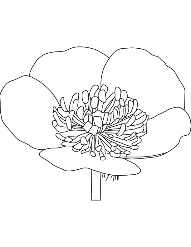 Growing buttercup coloring page