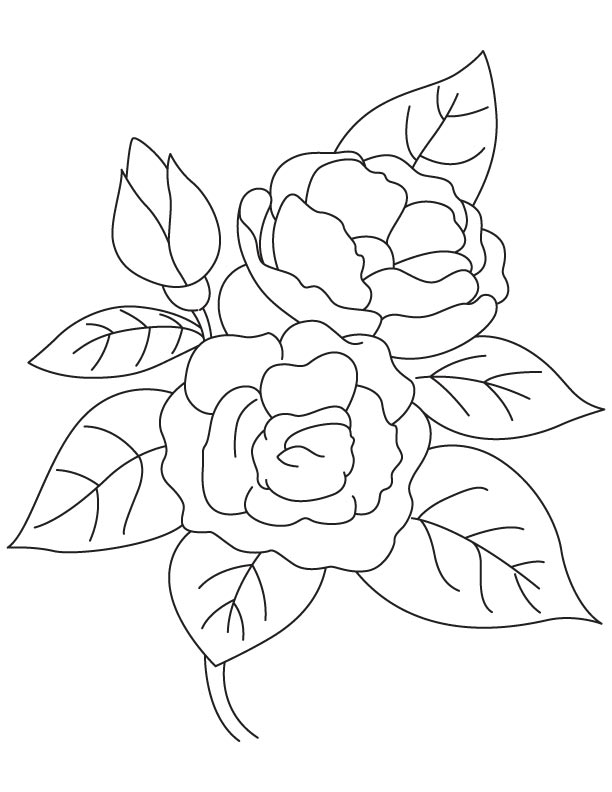 Growing camellia coloring page