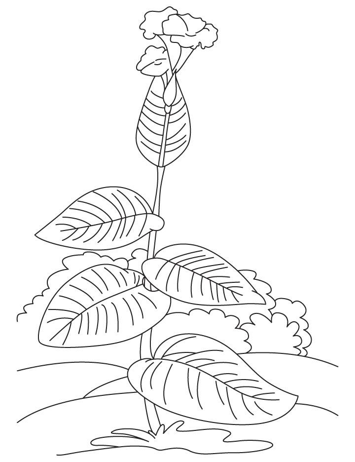 Growing canna coloring page