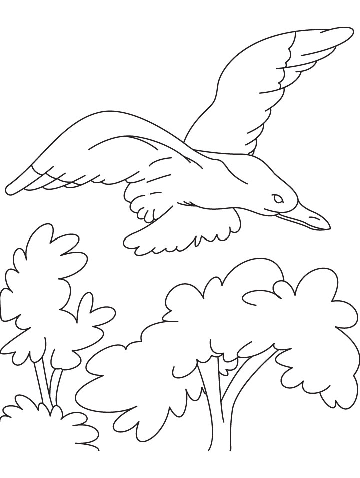 A Gull bird is fly high coloring page