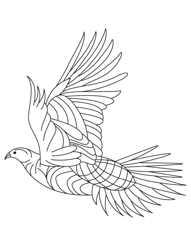 Heavy feathered grouse coloring page