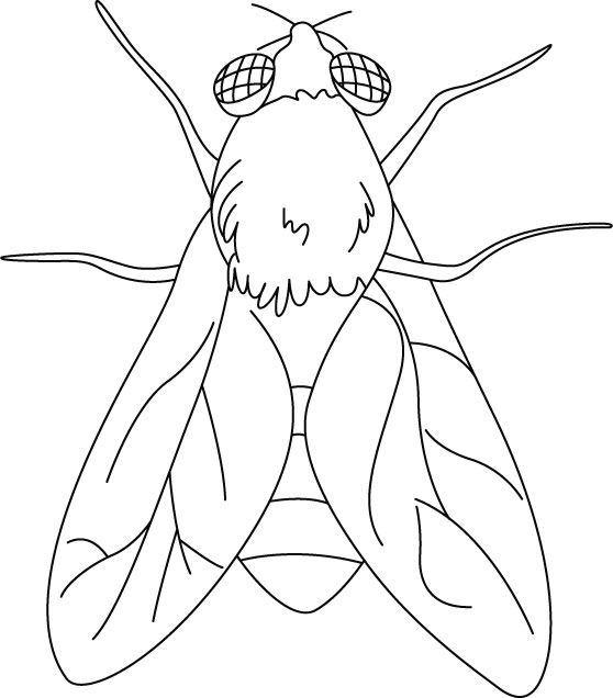 House Fly coloring pages