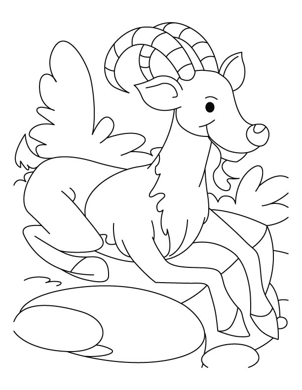 Enjoying sight seing ibex coloring pages
