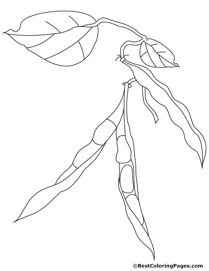 Kidney beans coloring pages