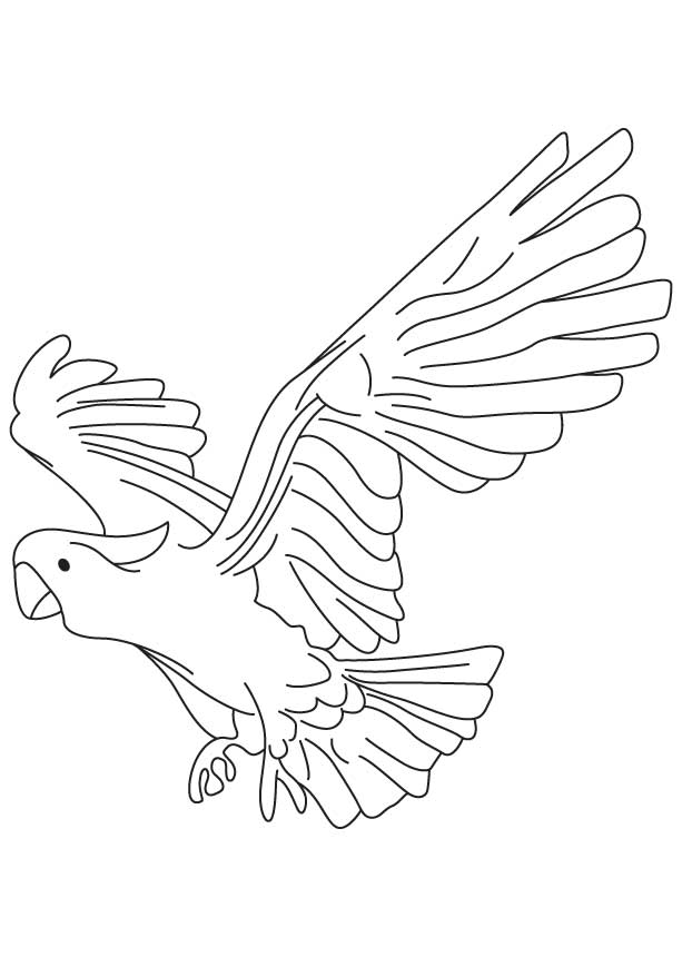 Large New Zealand parrot coloring page