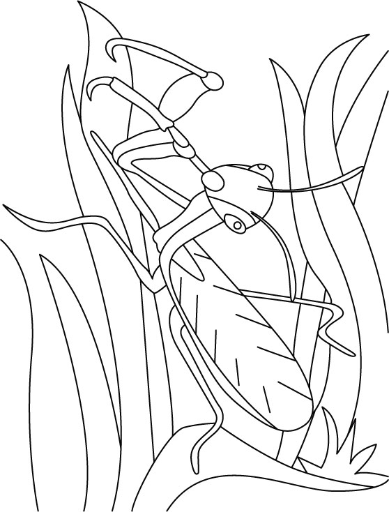 Leaf Mantis searching coloring pages