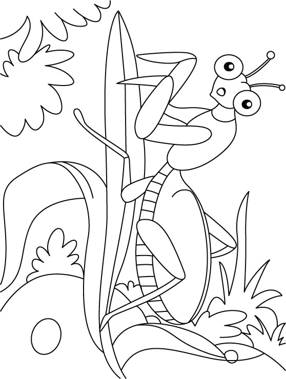 Leaf mentis at ease coloring pages