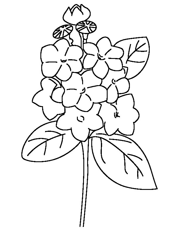 Mountain laurel coloring page