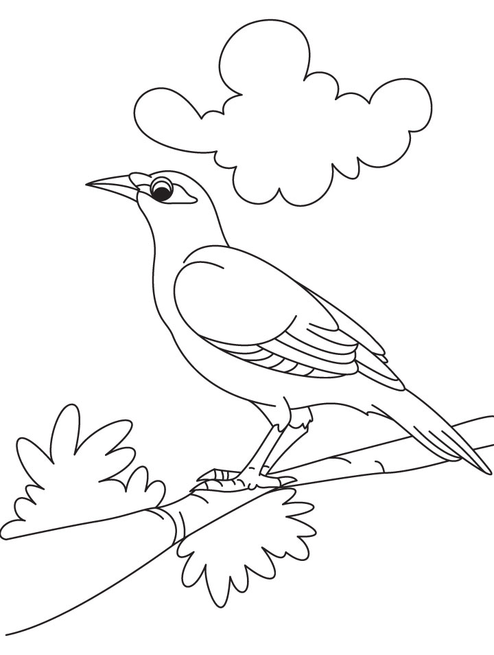A cute myna bird coloring page