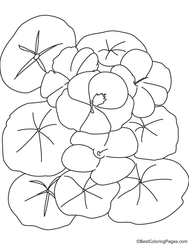 Nasturtium flower coloring page 1