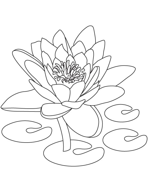 National flower of india coloring page