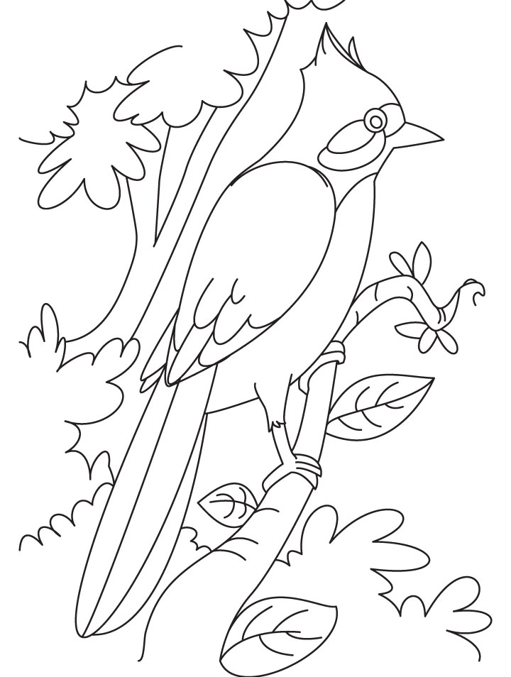 Nightingale perched on a branch coloring page