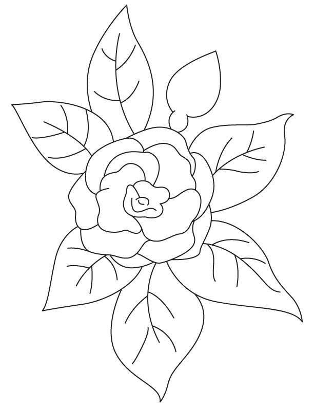 Pink camellia coloring page