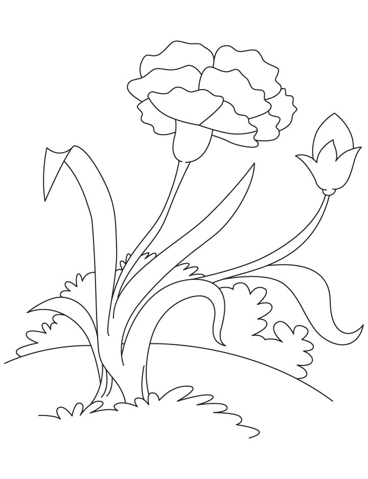 Pink carnation coloring page