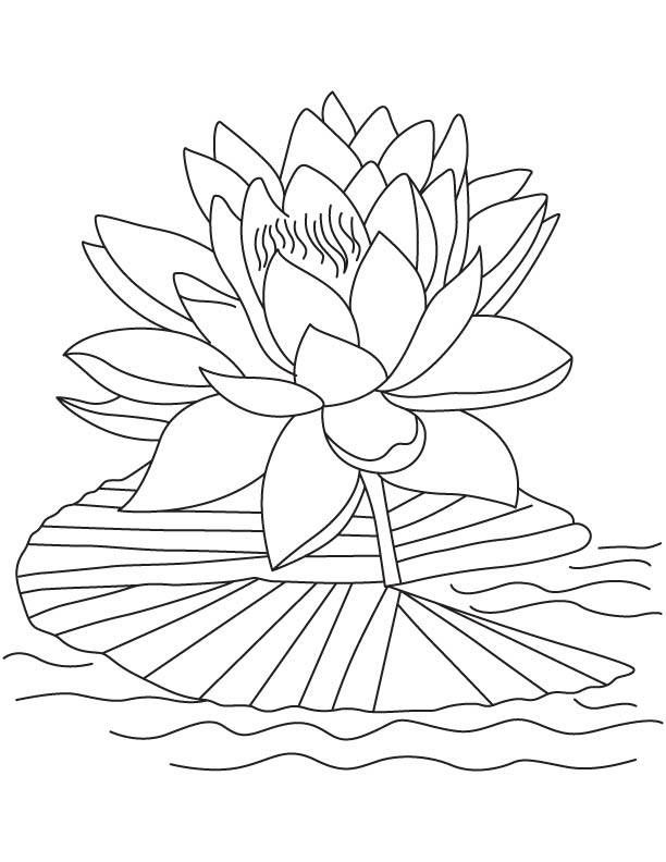 Pink lotus coloring page