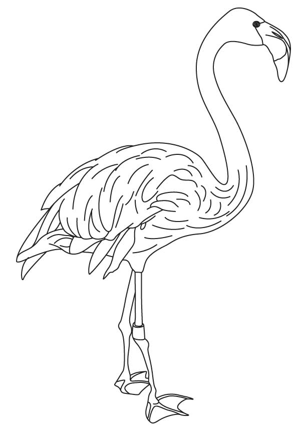 Pink wing feathers bird coloring page
