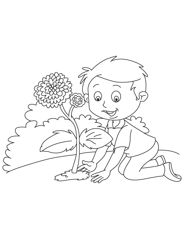 Planting chrysanthemum coloring page