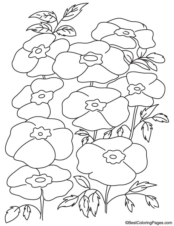 Poppy in garden coloring page