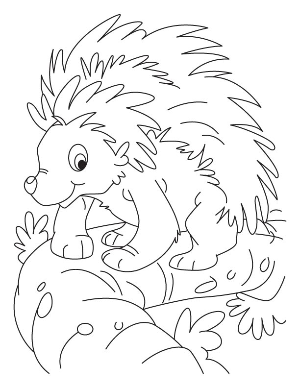 Balancing porcupine coloring pages