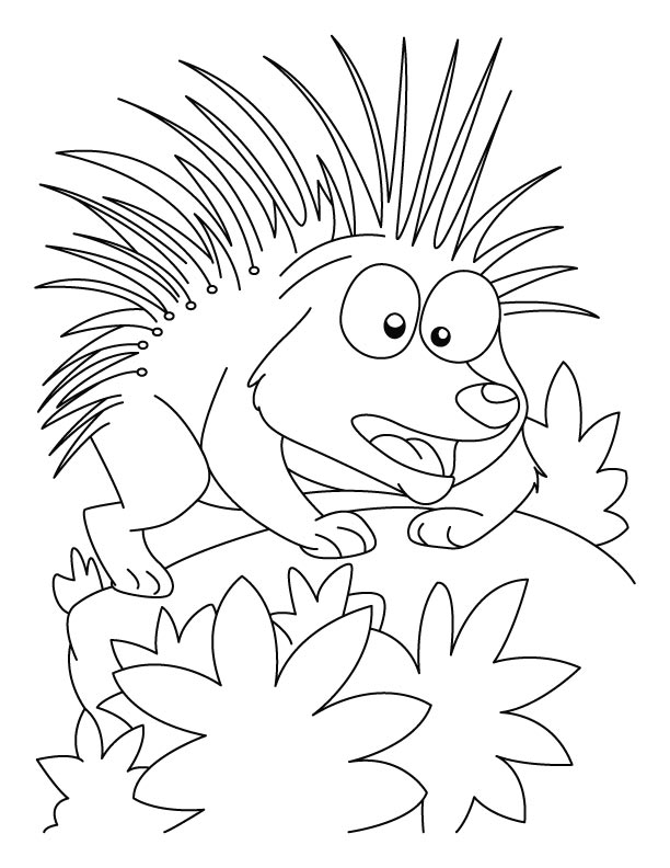 Porcupine in attacking mood coloring pages