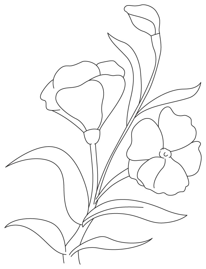 Purple carnation coloring page