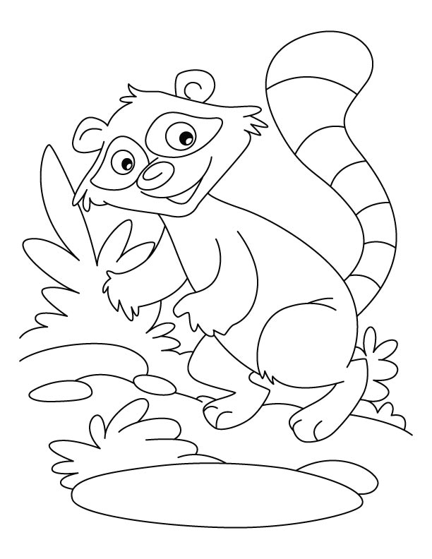 Raccoon a washer dog coloring pages