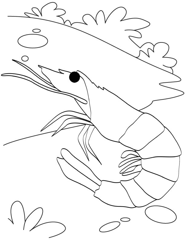 Red bee shrimp coloring page