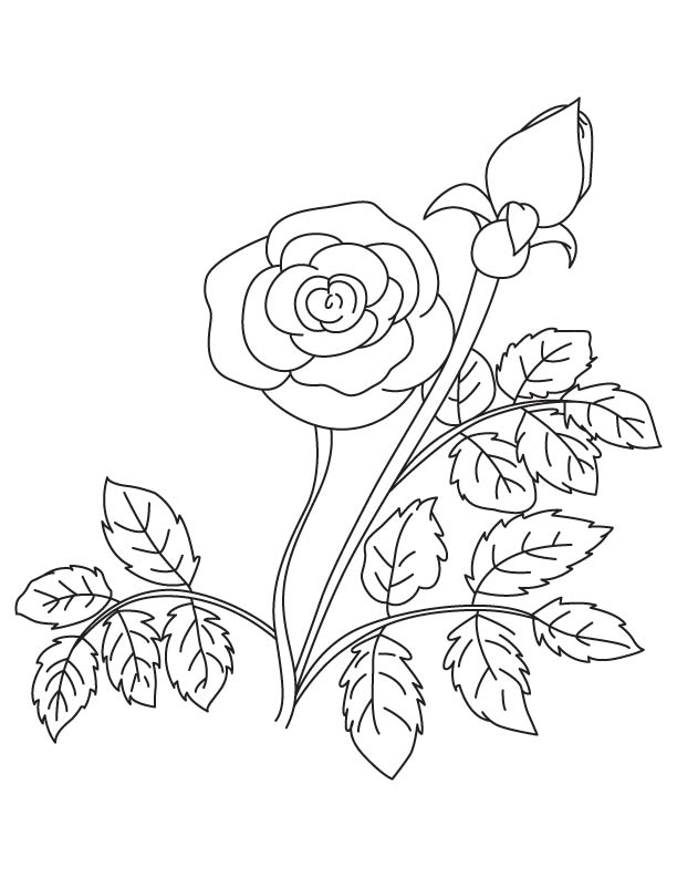 Rose and bud coloring page