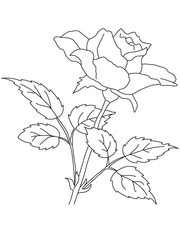 Rose drawing coloring page
