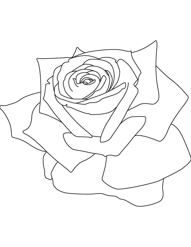 Rose petals coloring page