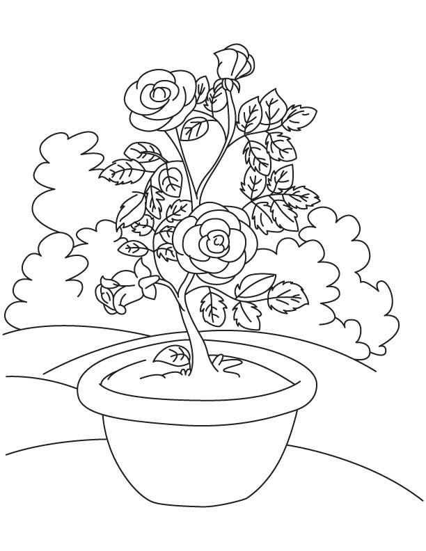 Roses everywhere coloring page