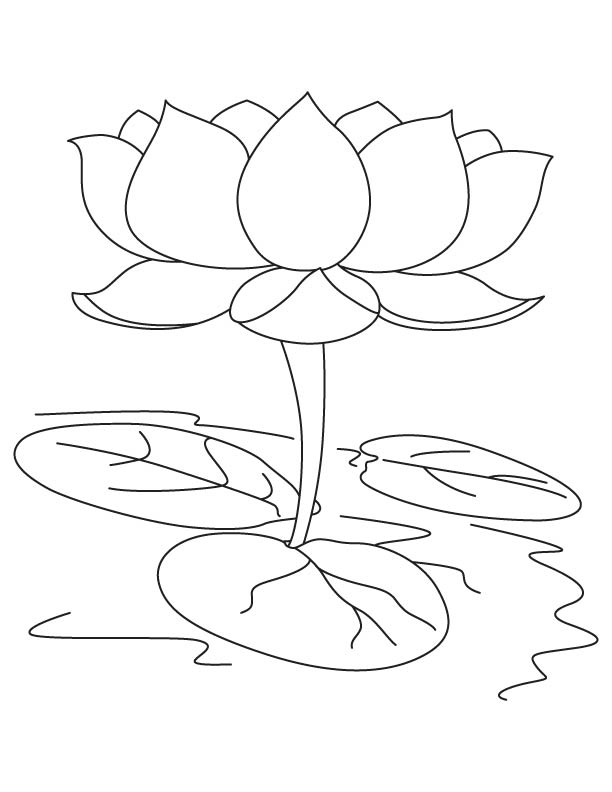 Sacred lotus coloring page