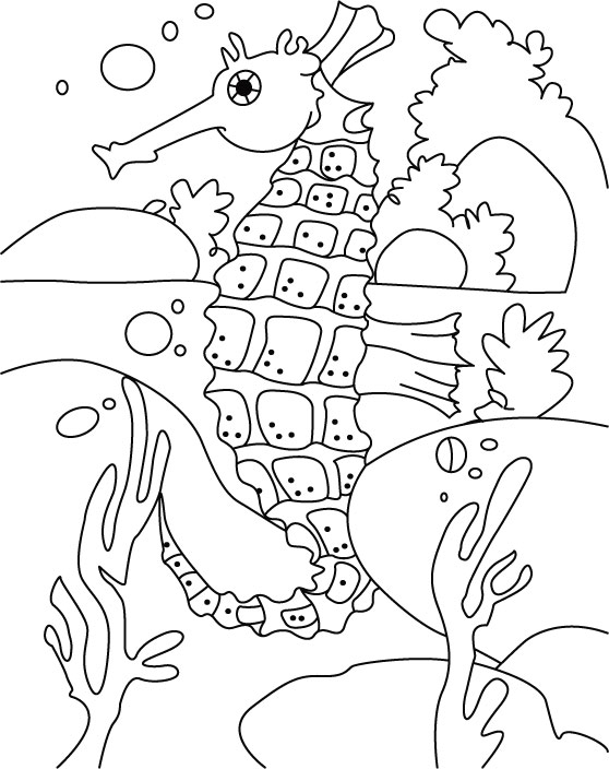 Box seahorse coloring pages