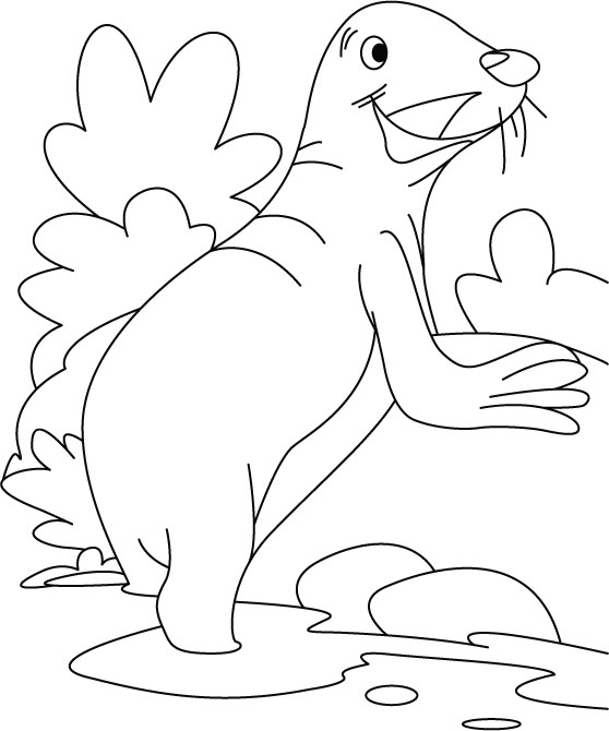 Seal searching meal coloring pages