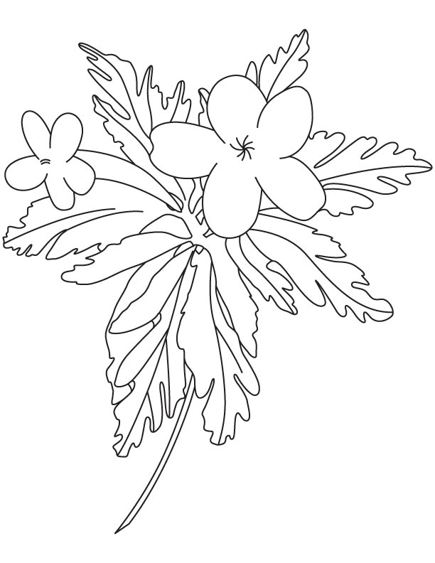 Small buttercup coloring page