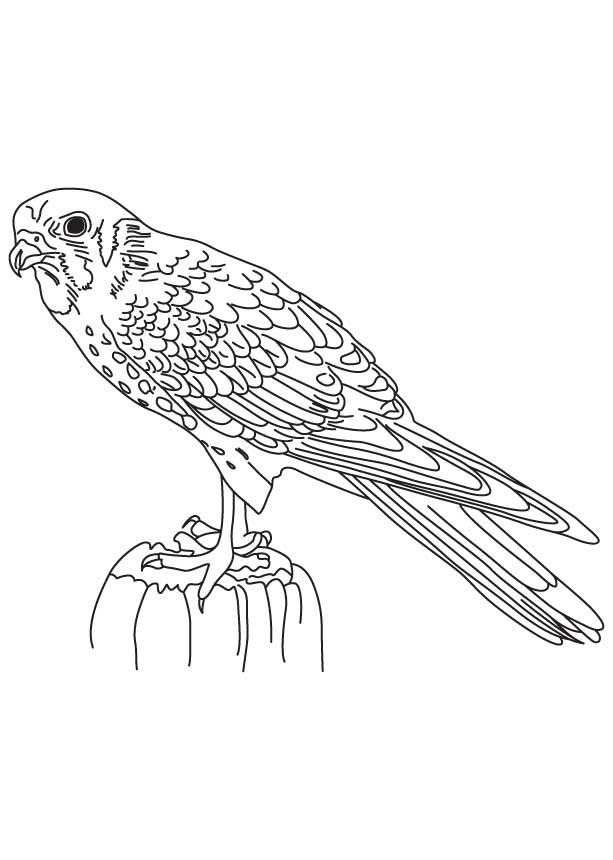 Small falcon coloring page