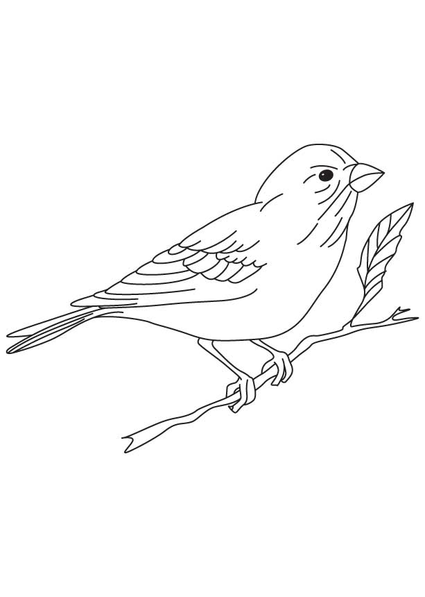 smallest classical finch coloring page