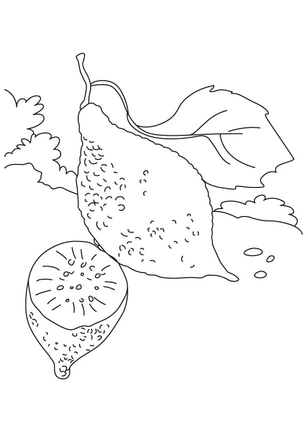 Squash vegetable coloring page