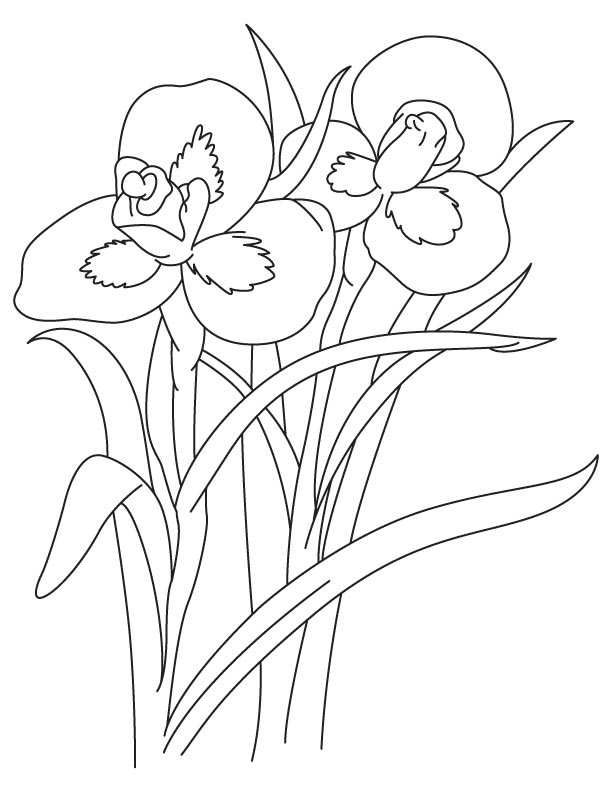 Tall Iris flower coloring page