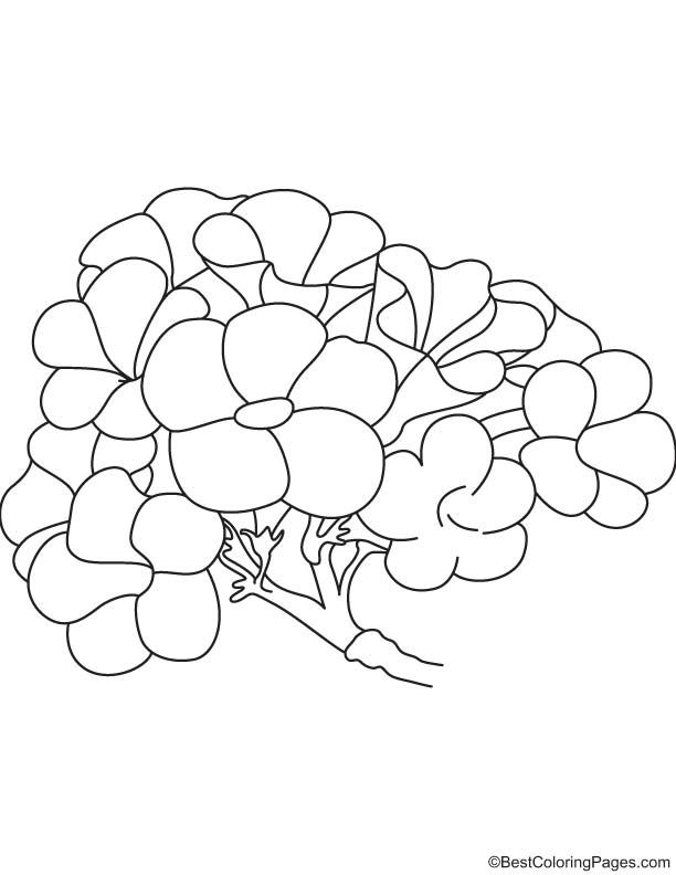 Tecoma chrysostricha national flower of Brazil
