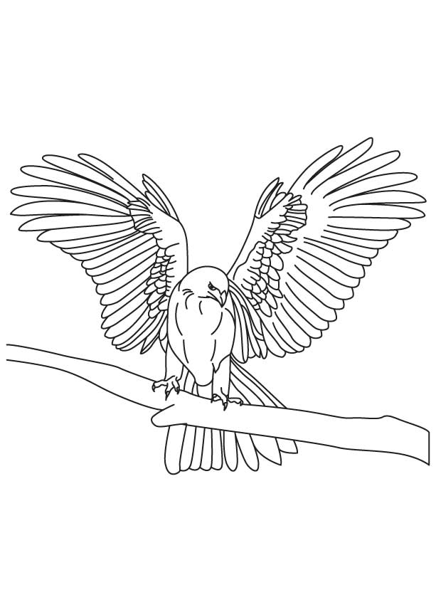Thin tapered wings falcon coloring page