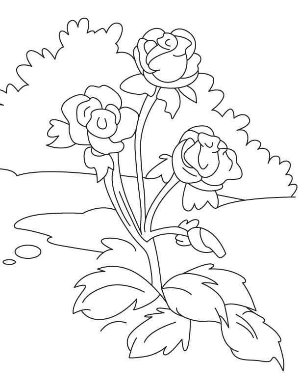 Three beautiful roses coloring page
