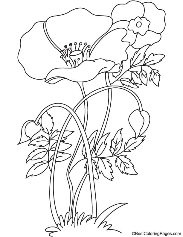 Tulip poppy coloring page