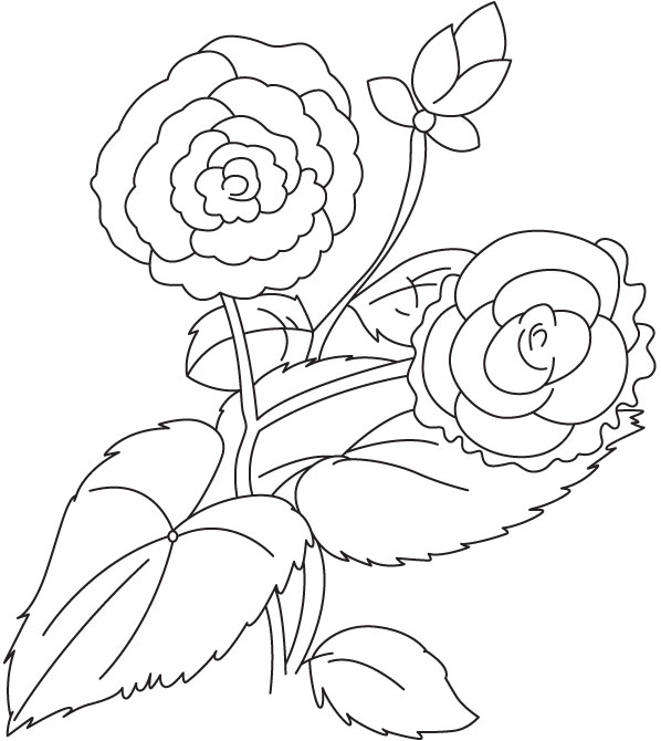 Two begonia with bud coloring page