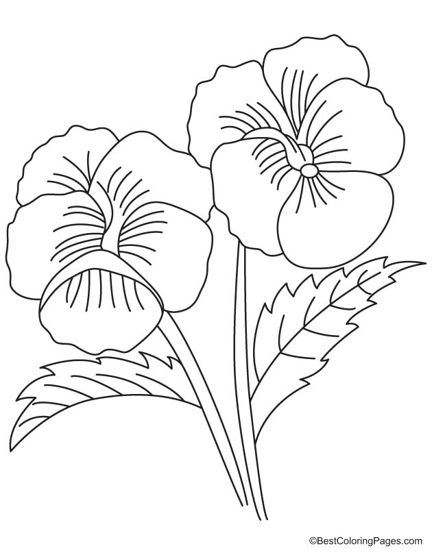 Two big pansy coloring page
