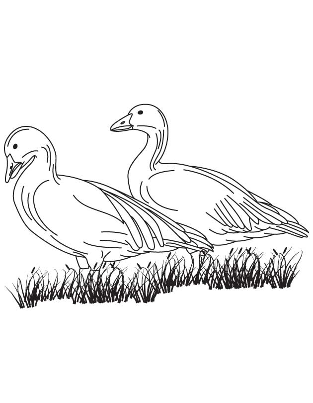 Two geese coloring page